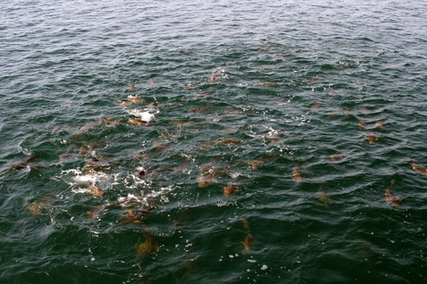 Northern Gulf Fishing