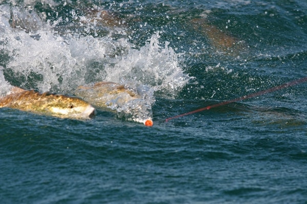 Northern Gulf Fishing