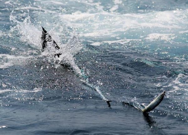 Guatemala offshore fishing