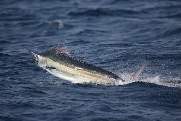 Guatemala offshore fishing