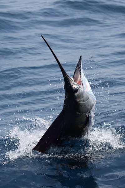 Guatemala offshore fishing