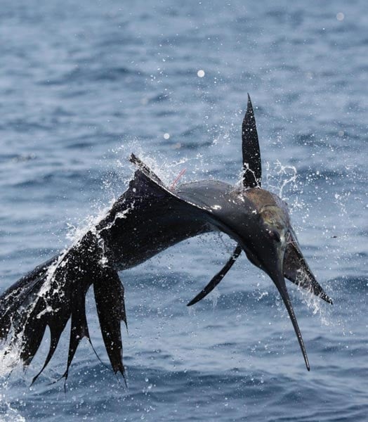 Guatemala offshore fishing