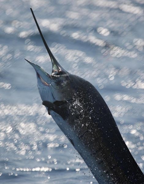 Guatemala offshore fishing