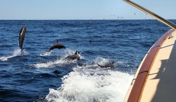 Guatemala offshore fishing