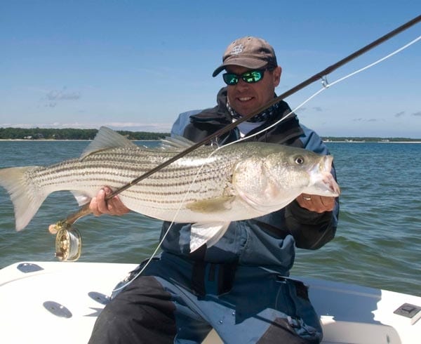 Long Island Stripers