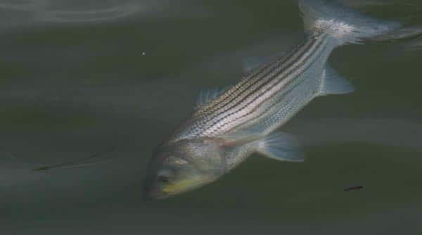 Long Island Stripers