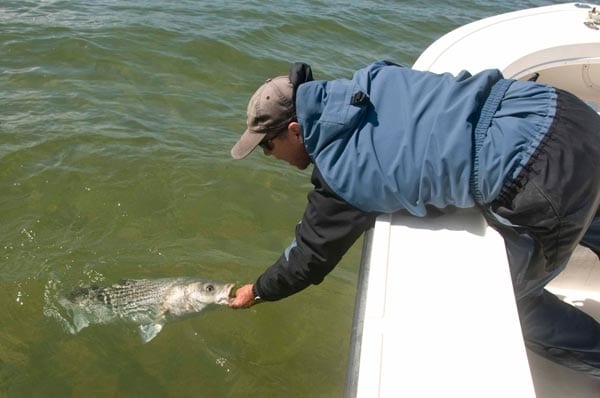 Long Island Stripers