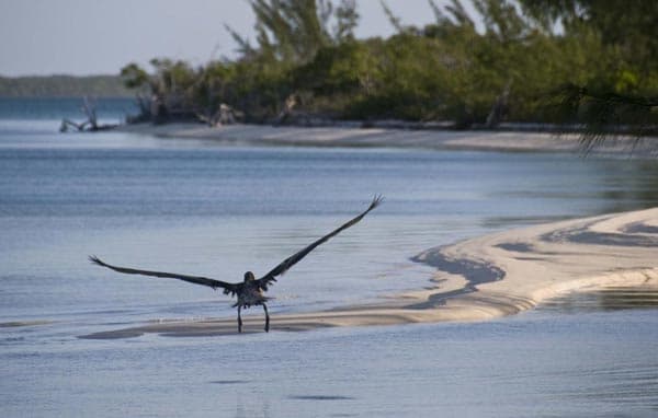 The Flats of South Andros