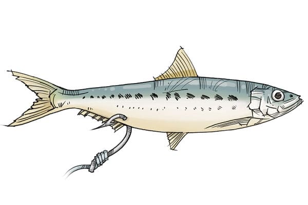 How to Hook a Sardine