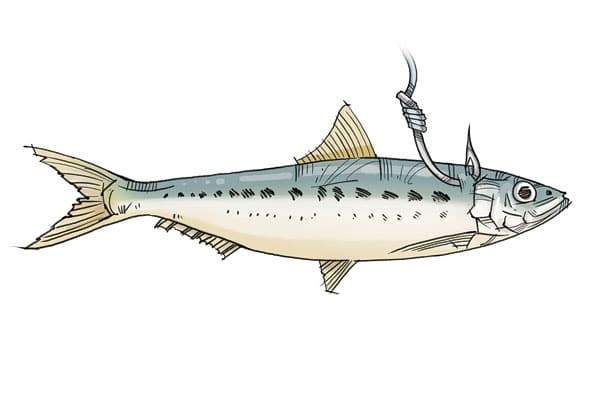 How to Hook a Sardine