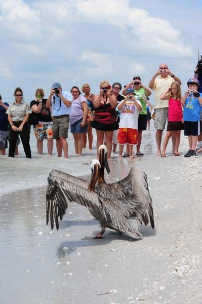 The Gulf Oil Spill