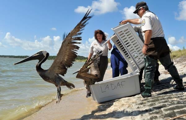 The Gulf Oil Spill