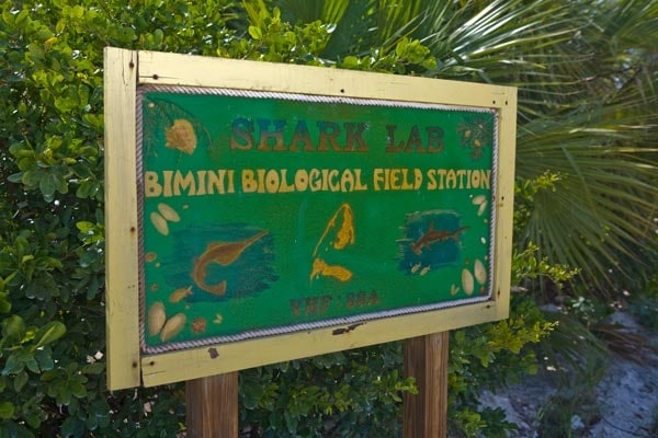 Bimini Big Game Club Reopens