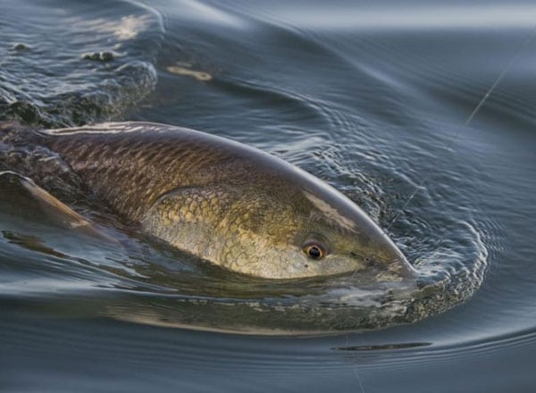 Monster Florida Reds