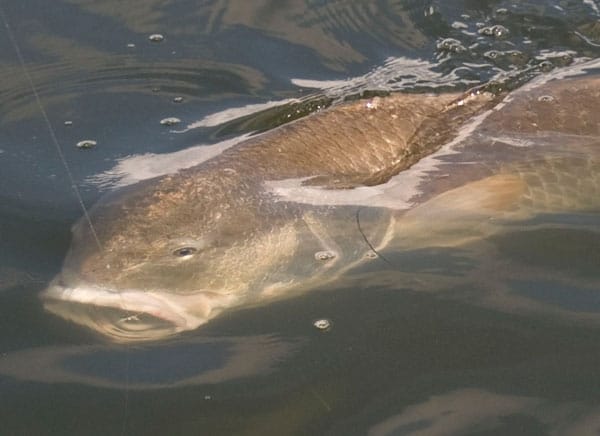 Monster Florida Reds