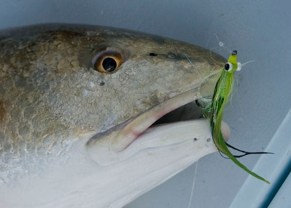 Monster Florida Reds