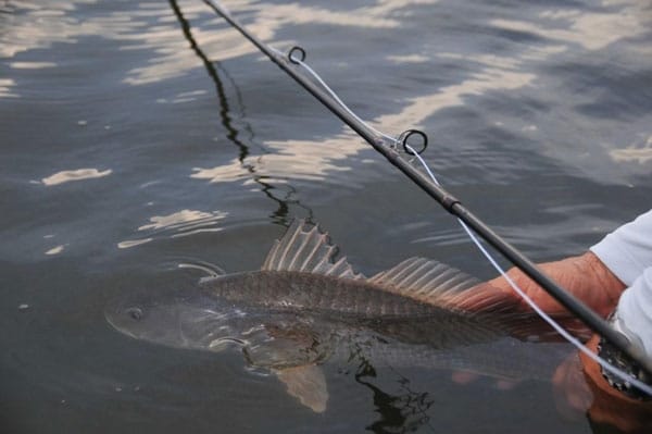 Monster Florida Reds