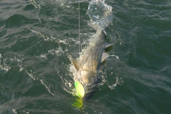 Top Striper Fishing Tips - 1