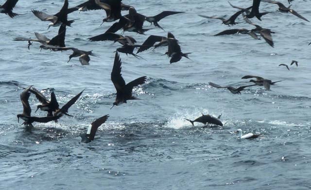 Galapagos On Fly