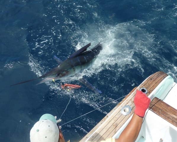 Galapagos On Fly