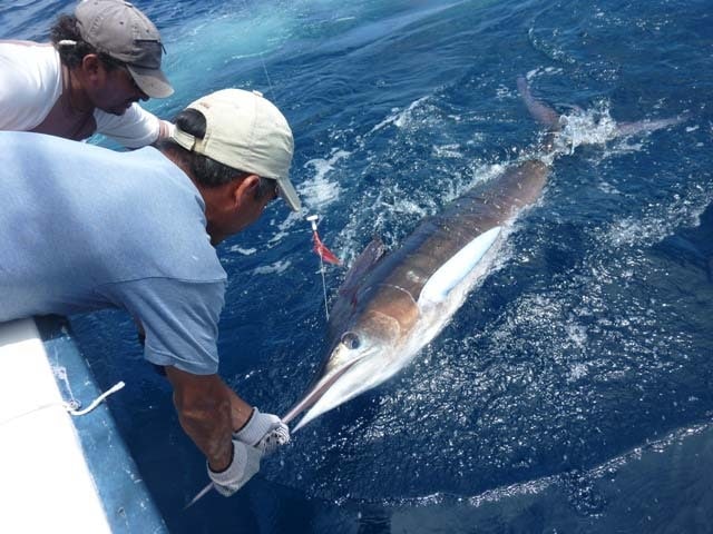 Galapagos On Fly