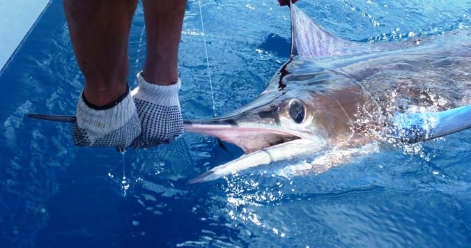 Galapagos On Fly