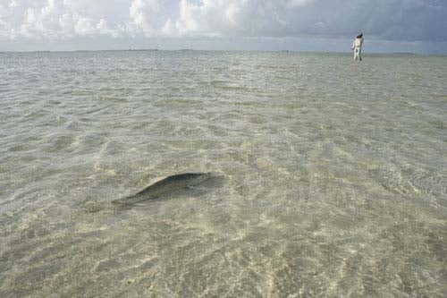 Bahamas on the Fly