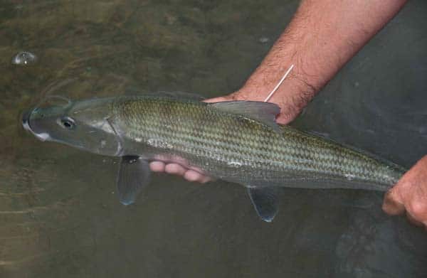 Bahamas on the Fly