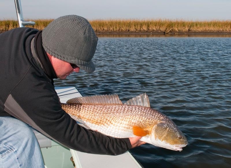 Reds of the Louisiana Marsh