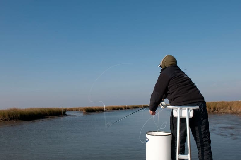 Reds of the Louisiana Marsh