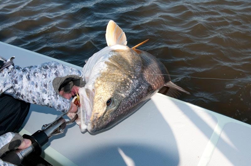 Reds of the Louisiana Marsh