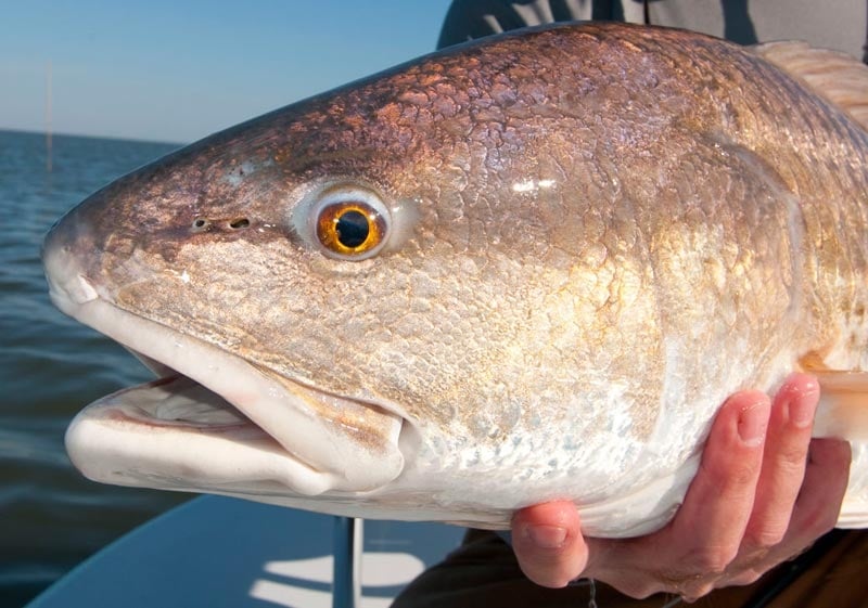 Reds of the Louisiana Marsh