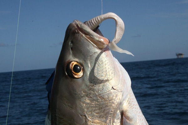 Recreational Fishing Leaders Find Gulf Action