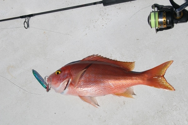 Recreational Fishing Leaders Find Gulf Action