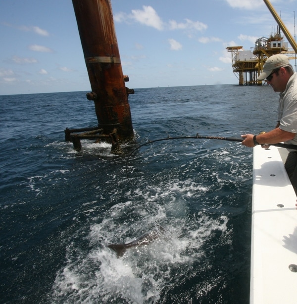 Recreational Fishing Leaders Find Gulf Action