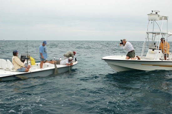 Record Breaking Hammerhead