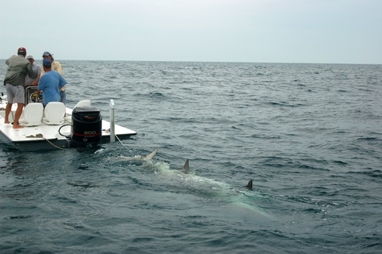 Record Breaking Hammerhead