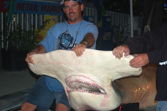 Record Breaking Hammerhead