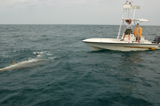 Record Breaking Hammerhead