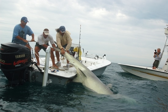 Record Breaking Hammerhead