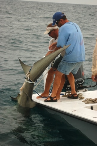 Record Breaking Hammerhead