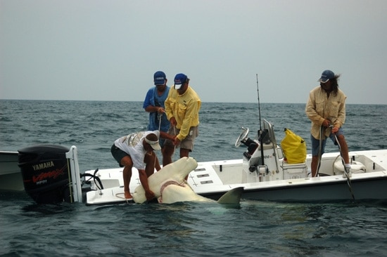 Record Breaking Hammerhead