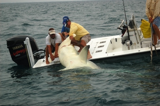 Record Breaking Hammerhead