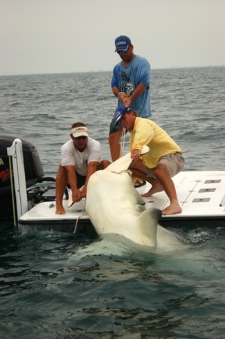 Record Breaking Hammerhead