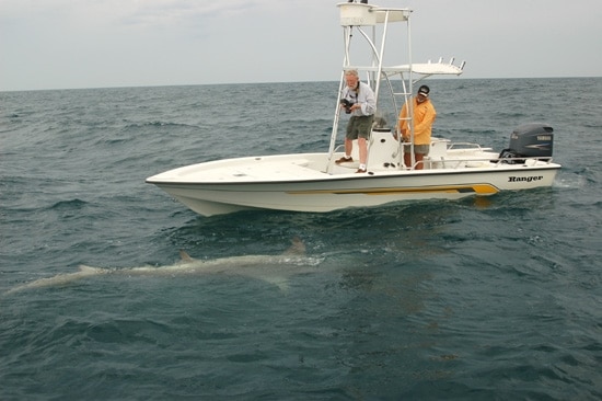 Record Breaking Hammerhead