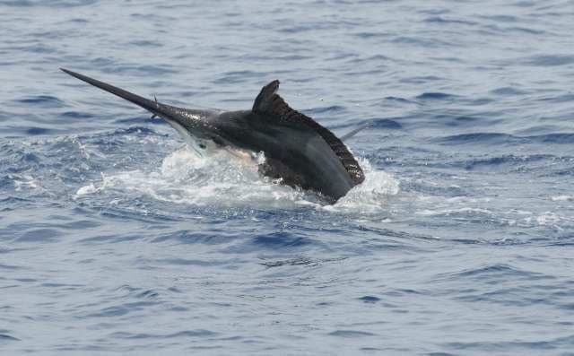 Panama's Islas Secas