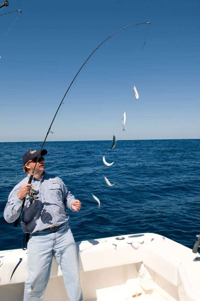 sardines for offshore fishing bait