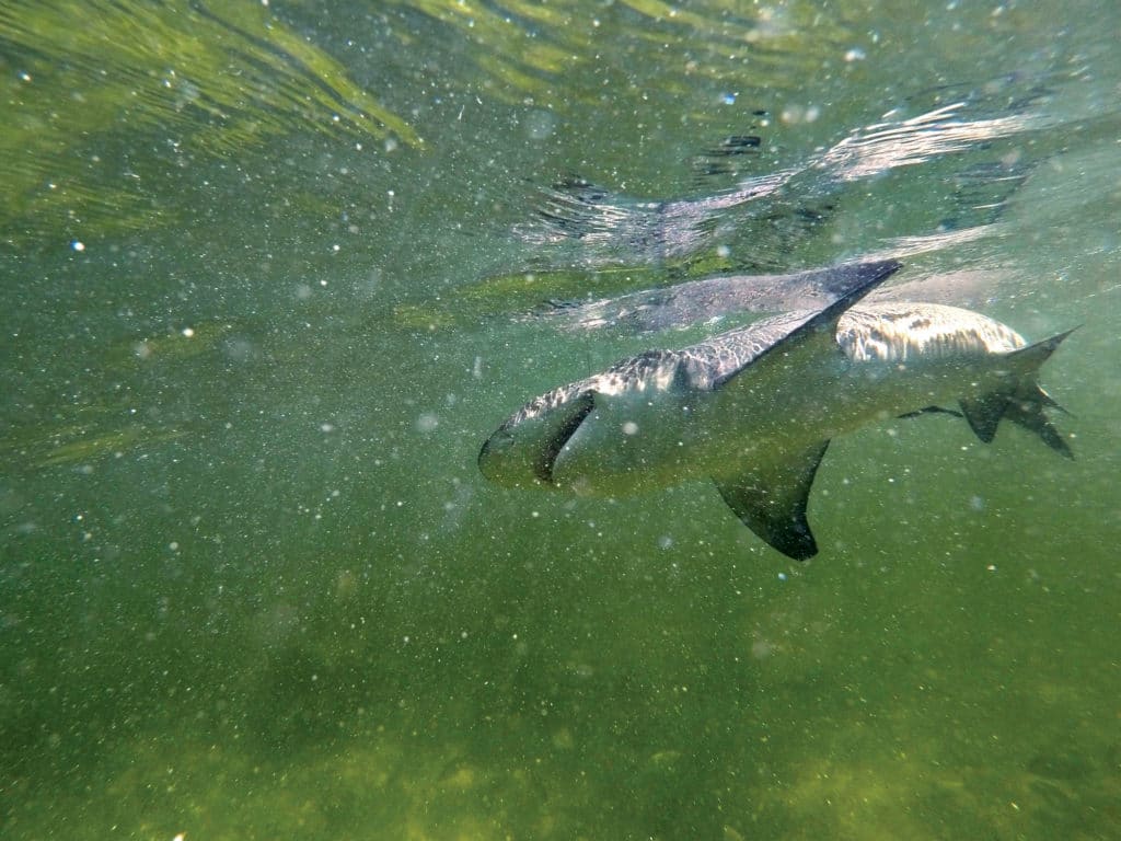 sharks underwater, flats fishing for sharks