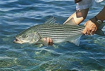 Striper Fishing in the Summer