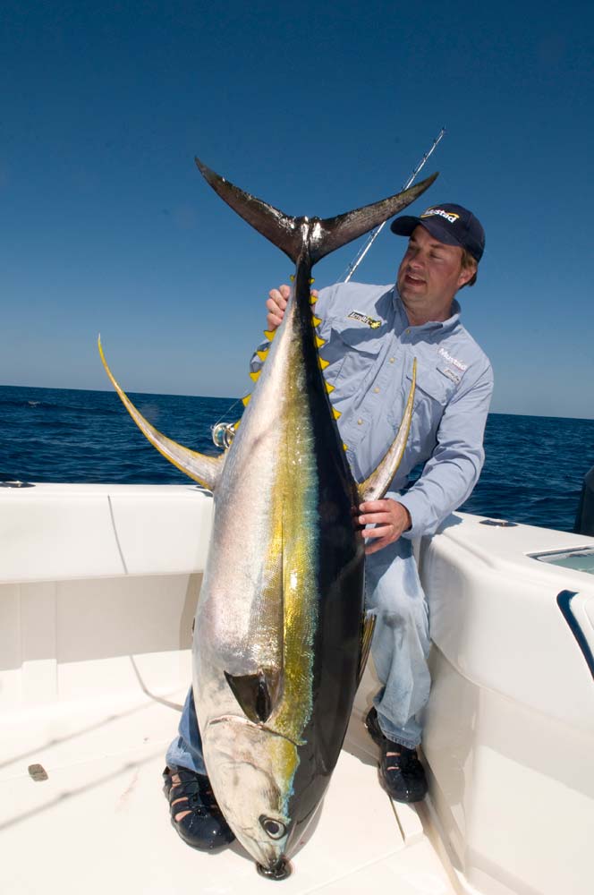 yellowfin tuna